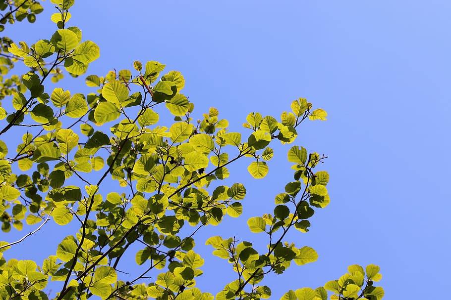 spring, green leaves, branches, blue sky, bright, light, environment HD wallpaper