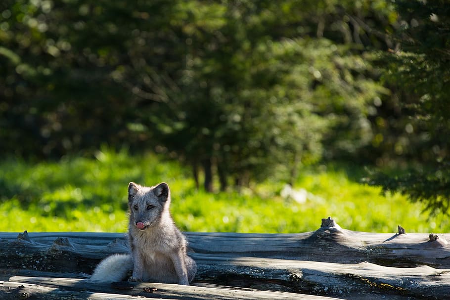 baby, arcticfox, wildlife, outdoors, cute, nature, animale, HD wallpaper