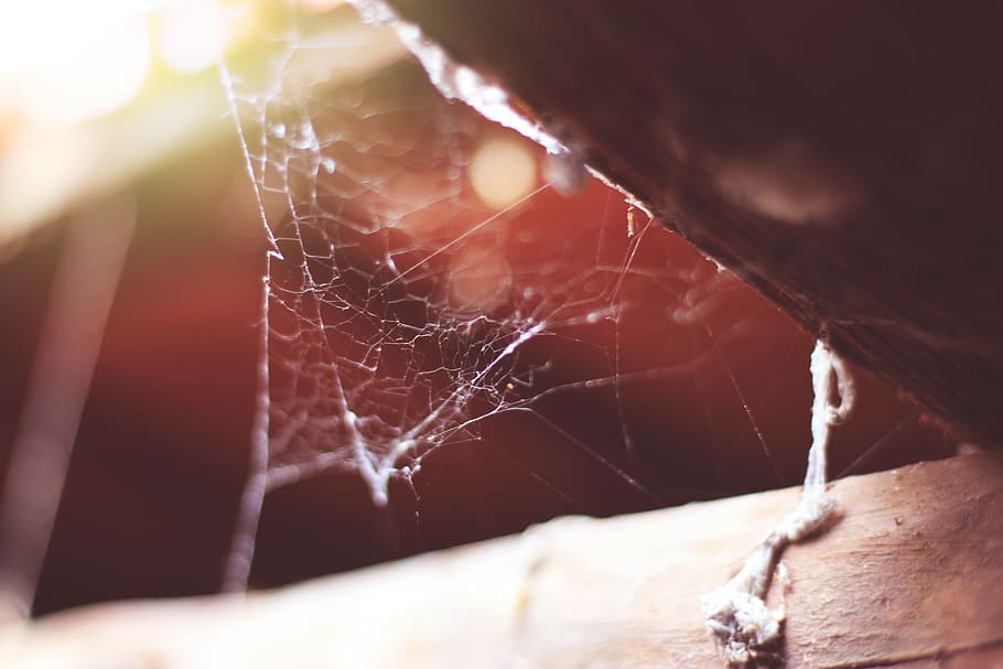 spider web, sun, sun ray, old, close-up, fragility, selective focus HD wallpaper
