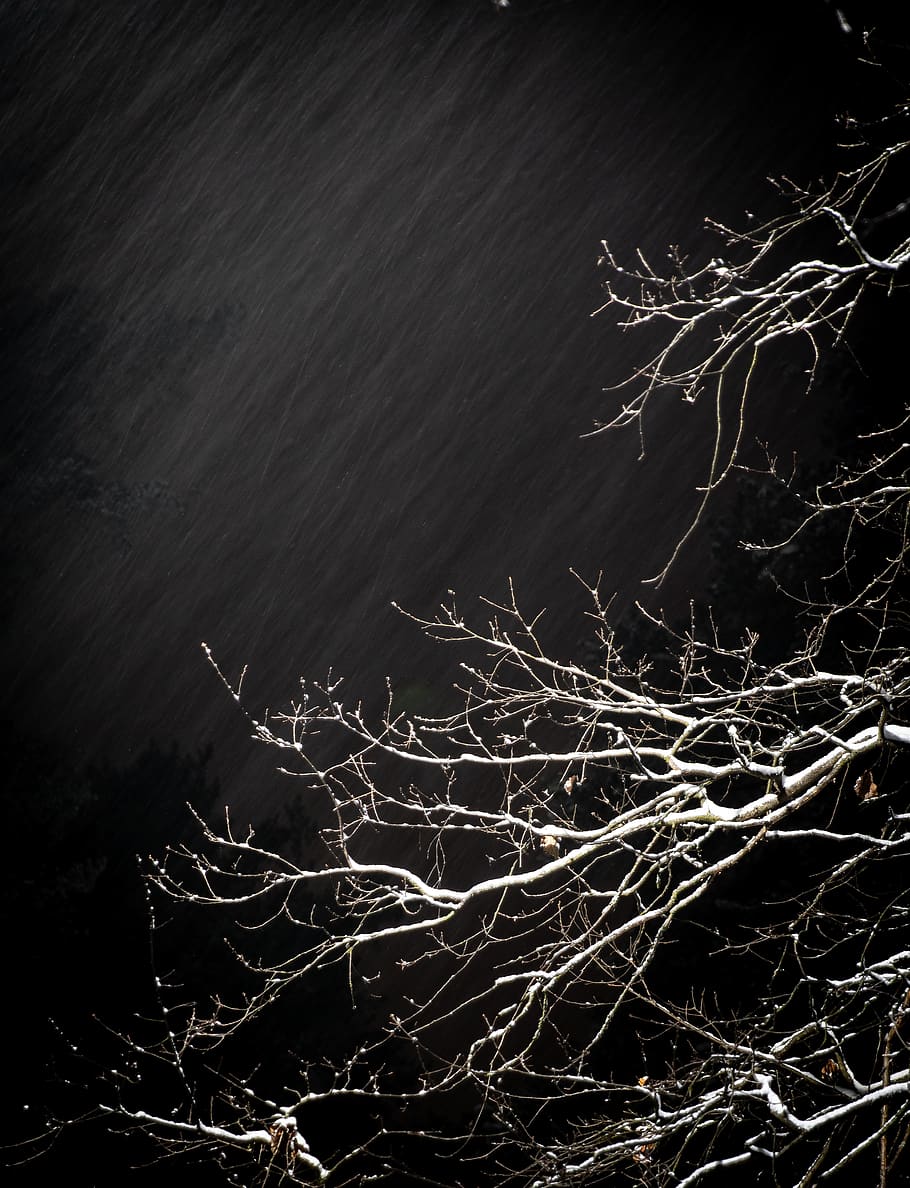 Grayscale Photography of Tree, branches, colors, dark, dark clouds HD wallpaper