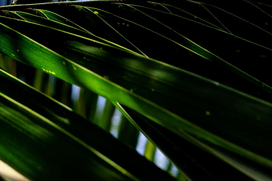 Green Leaves, close-up, nature, plant, growth, beauty in nature HD wallpaper