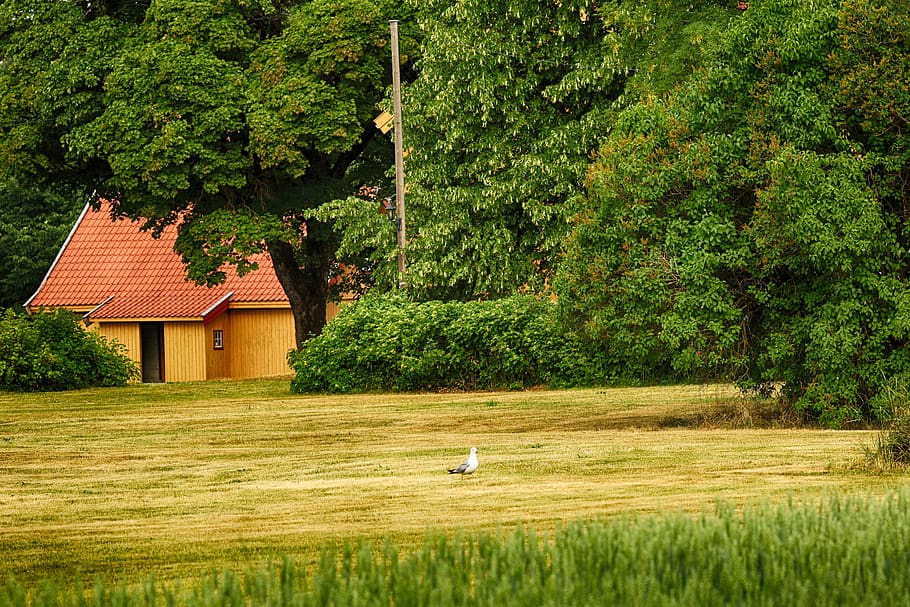 farm, old, seagull, bird, landscape, nature, tree, plant, green color HD wallpaper