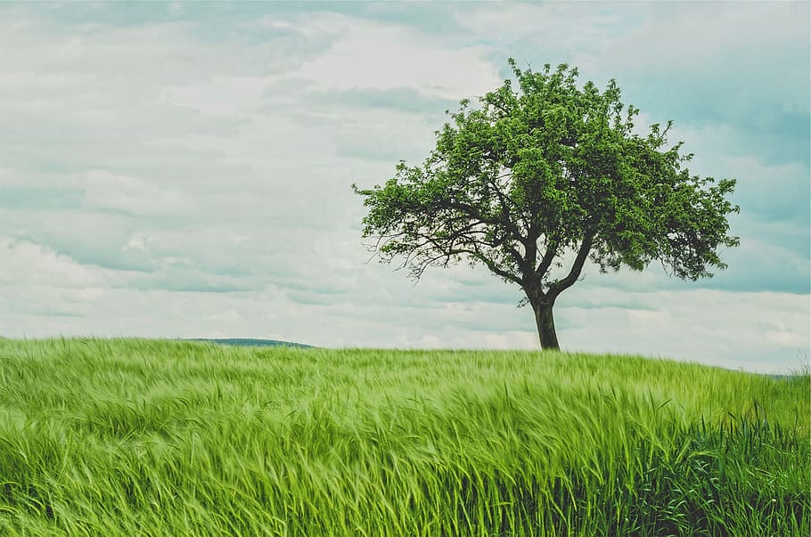 green, grass, tree, field, nature, outdoors, wheat, plant, green color HD wallpaper