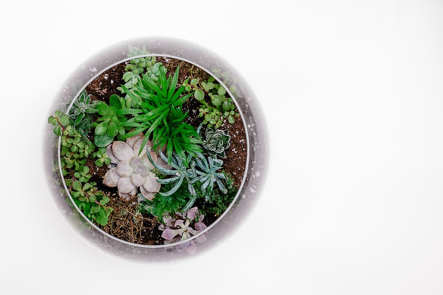 Green Succulent Plant in Terrarium, aromatic, background, botanical HD wallpaper