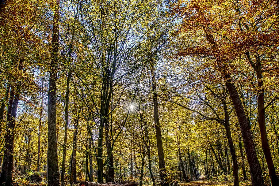 forest, autumn, mood, backlighting, dazzling star, tree, leaves HD wallpaper