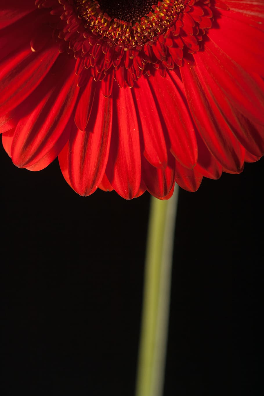 beautiful, red, gerbera, stem, isolated, black, closeup, flower HD wallpaper