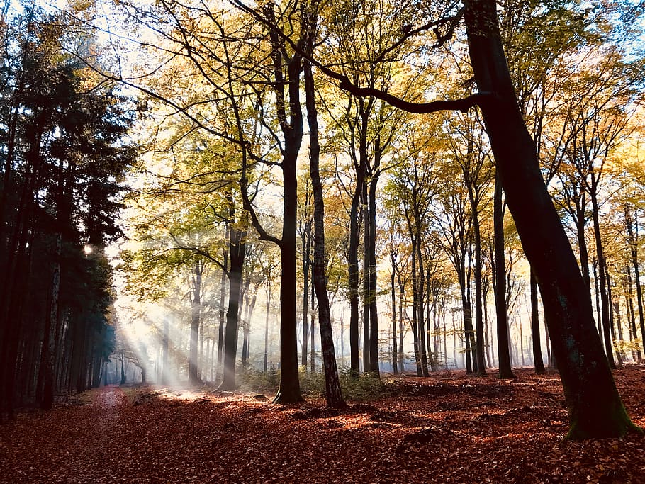 netherlands, amerongen, trees, forest, woods, autumn, plant HD wallpaper