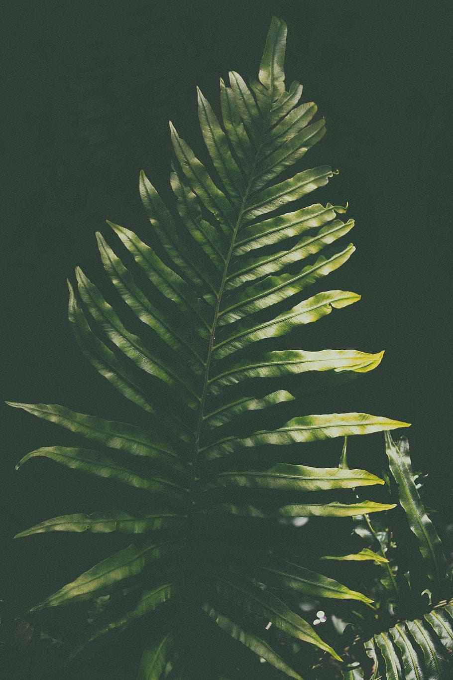 forest, green, tree, sunlight, black background, dark, pteridophytum HD wallpaper