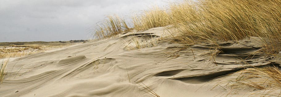 rottumerplaat, netherlands, wind, beachgrass, dune, yellow HD wallpaper