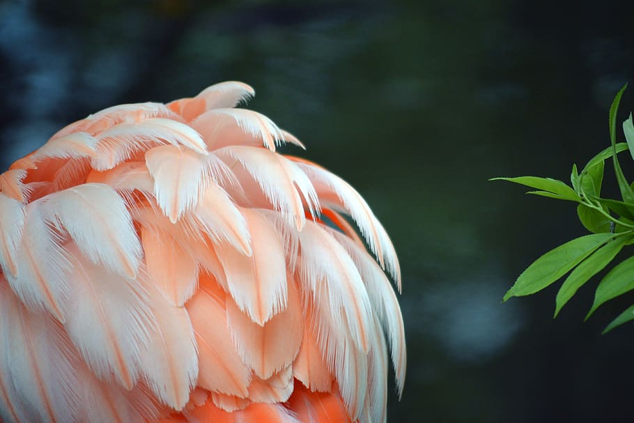 flamingo, feather, pink, white, ruffled, bird, colorful, natural HD wallpaper