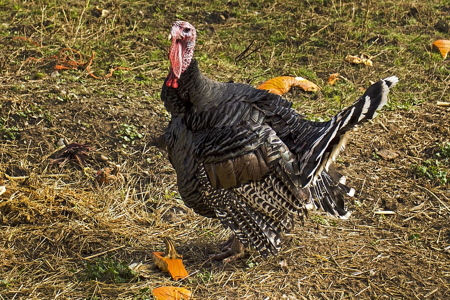 turkey, bird, close up, portrait, profile, gobbler, thanksgiving, HD wallpaper