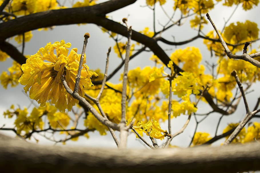 Yellow Petaled Flowers, bloom, blossom, branch, environment, flora HD wallpaper
