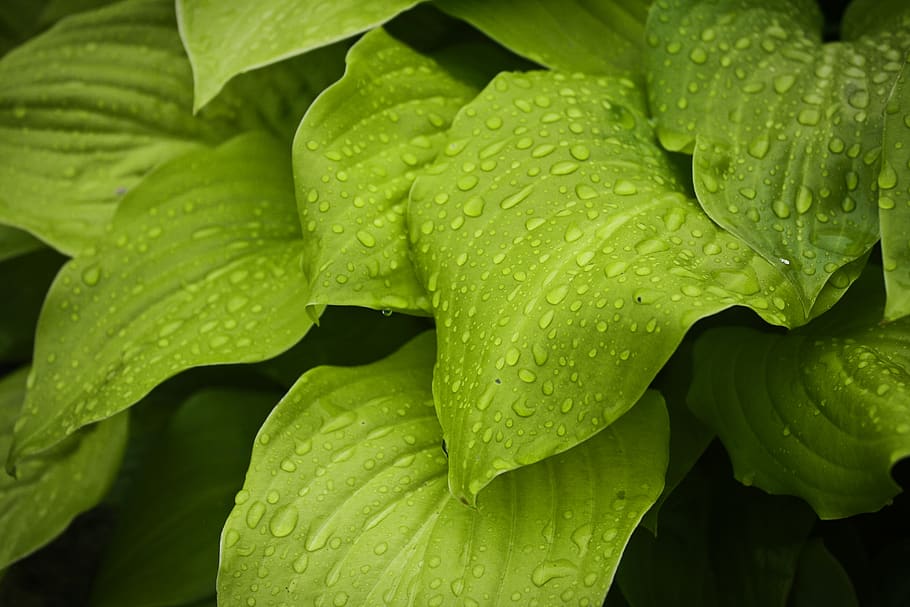 Macro Photography of Water Drops on Green Leaves, bright, close-up HD wallpaper