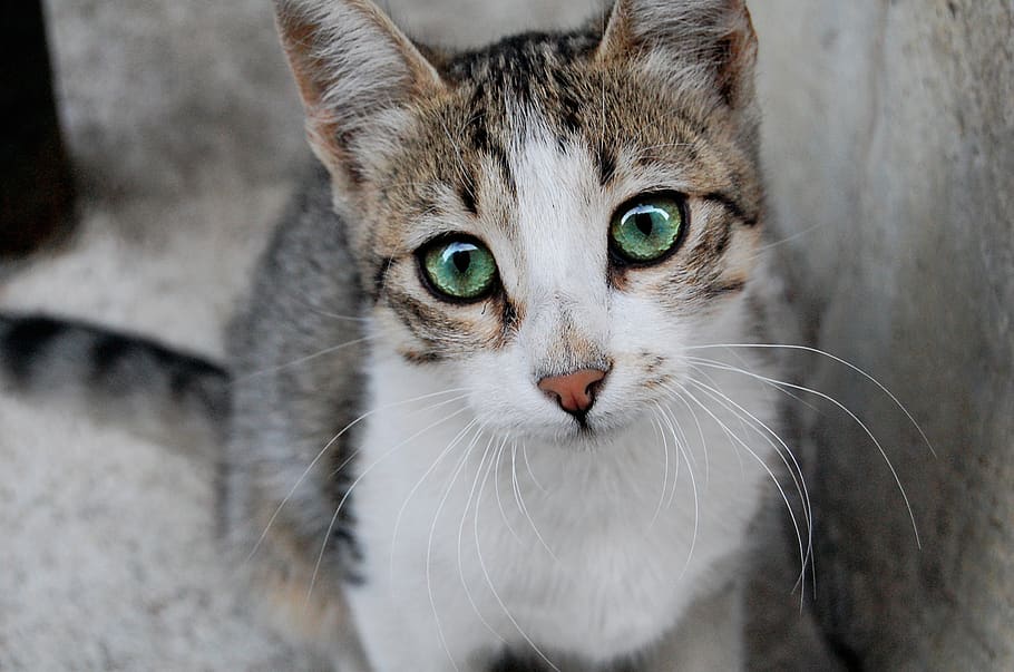 cat, domestic, mammal, domestic cat, pets, feline, domestic animals HD wallpaper