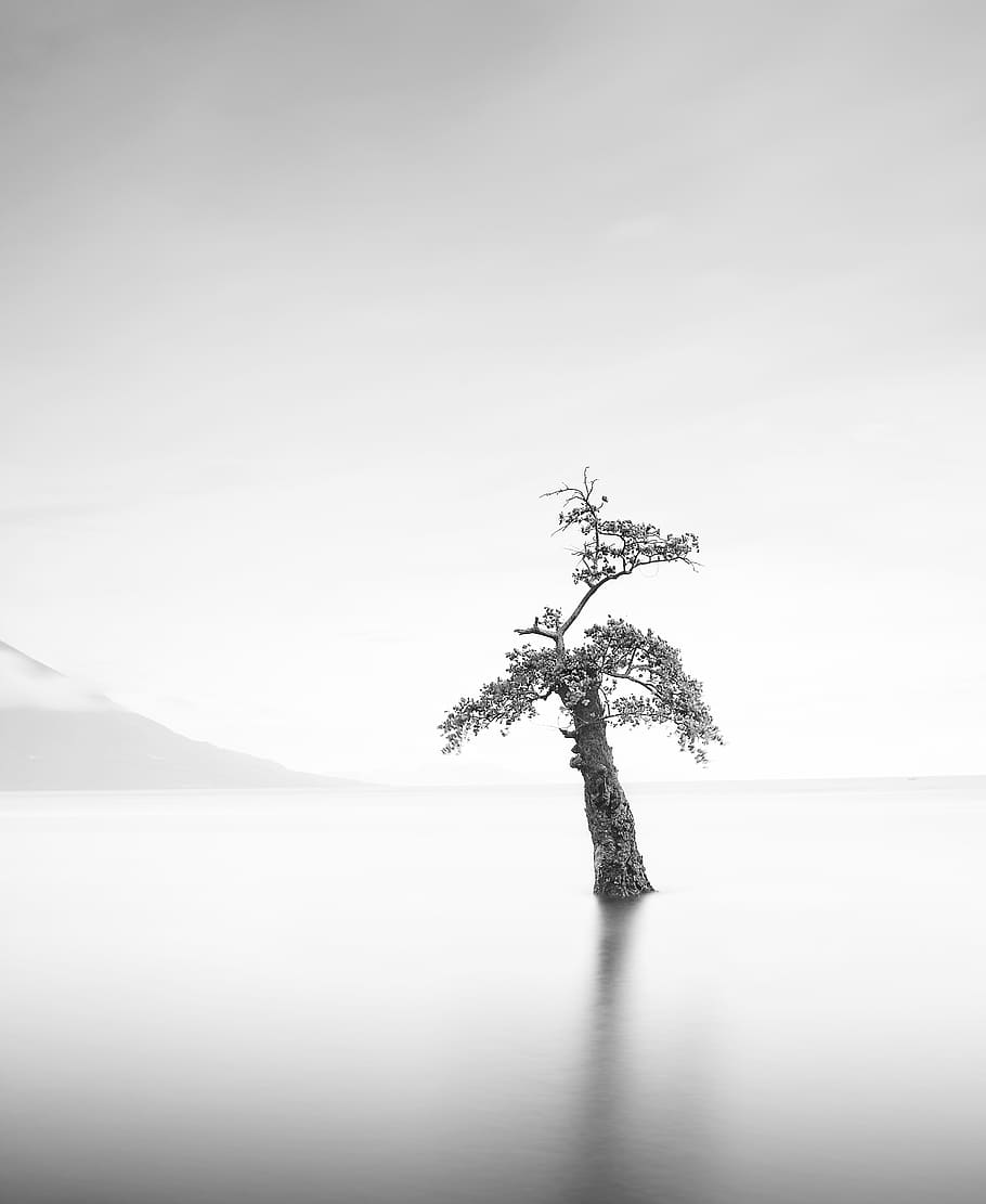 Grayscale of Tree Illustration, environment, scenic, plant, water HD wallpaper