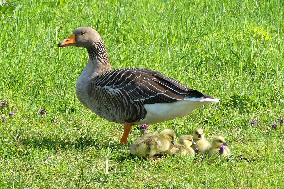 goose, chicks, bird, poultry, geese, waterfowl, animal world HD wallpaper