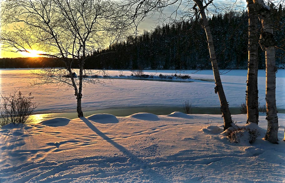 landscape, winter, nature, trees, birch, cold, sky, sunset HD wallpaper