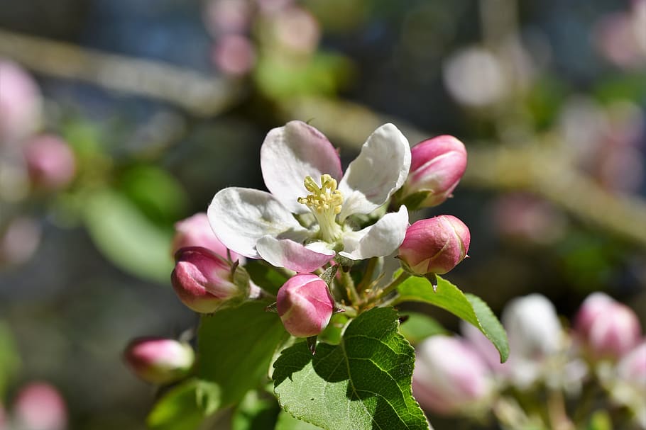 apple blossoms, apple tree, apple tree flowers, bloom, spring HD wallpaper