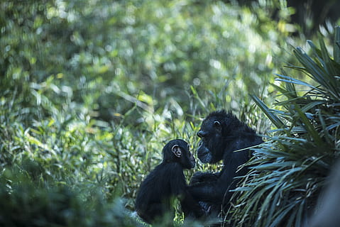 chimp, monkey, forest, chimpanzees, zoo, apes, animal, baby HD wallpaper