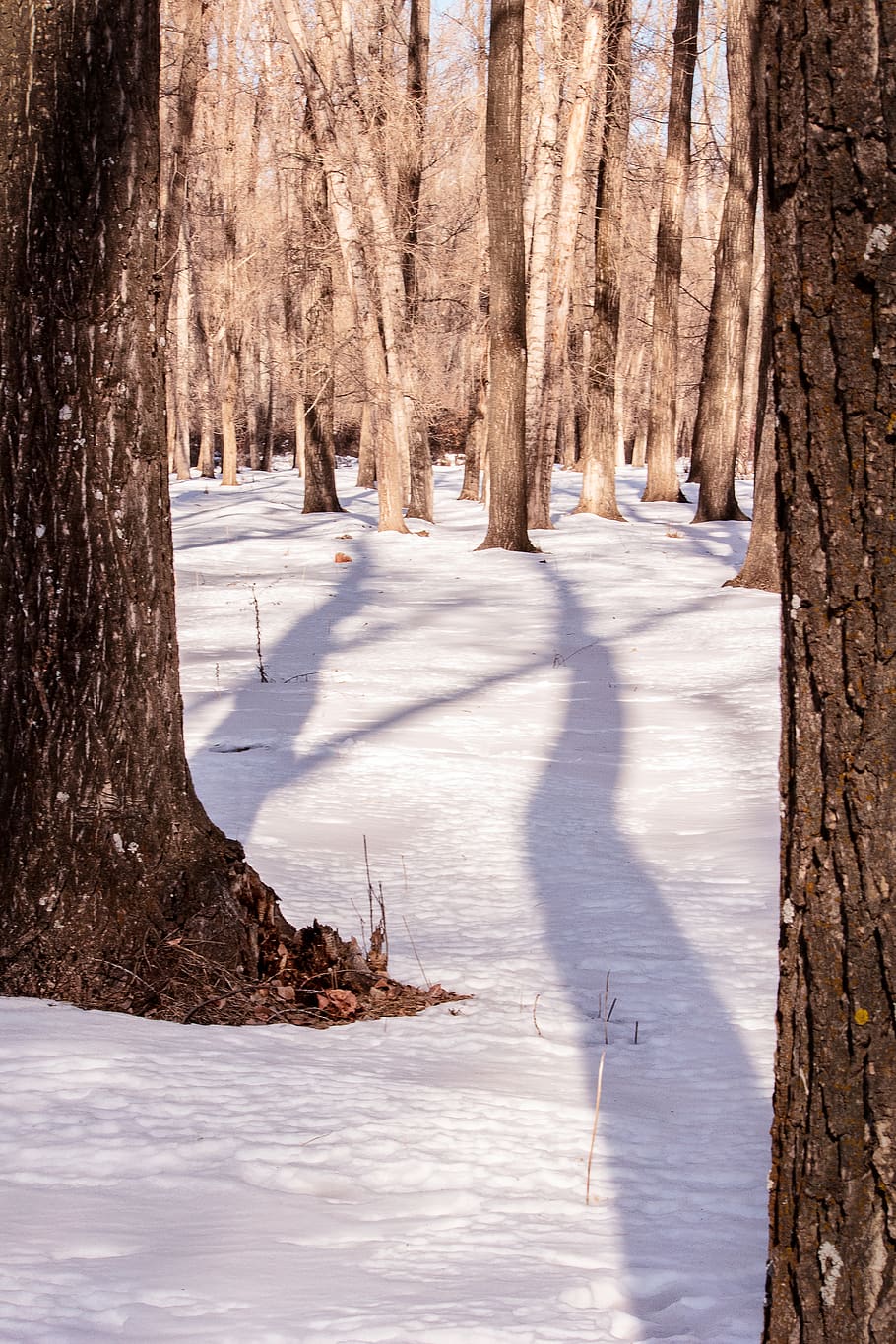 winter, snow, forest, trees, shadows, cold temperature, trunk HD wallpaper