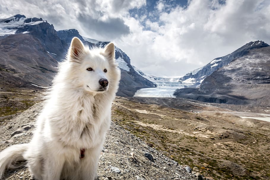 Hd Wallpaper Canada Athabasca Glacier Canadian Rockies Samoyed One Animal Wallpaper Flare