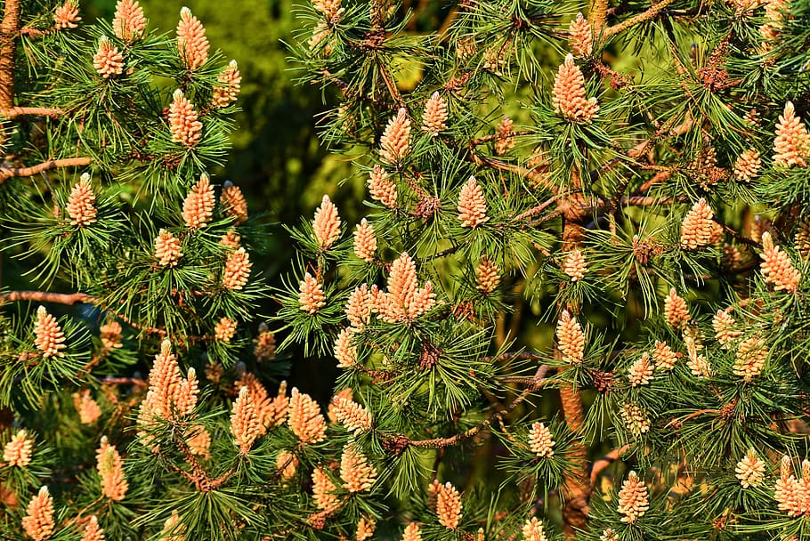 pine tree, conifer, conifer cone, male cone, young cone, growth HD wallpaper