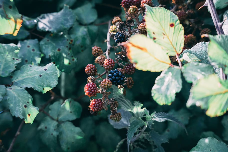 mulberry fruits, growth, plant, freshness, food and drink, nature HD wallpaper