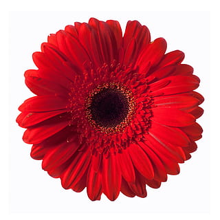 flower, gerbera, red, white, background, zinnia, spring, macro HD wallpaper