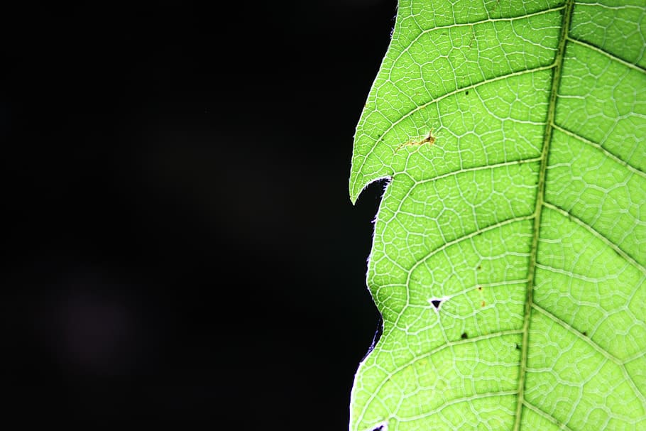 leaf, green, plant part, green color, close-up, black background HD wallpaper