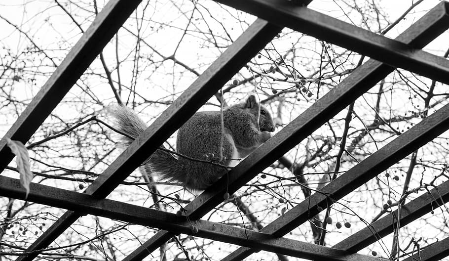 squirrel, nature, food, lines, colorado, fort collins, black and white HD wallpaper