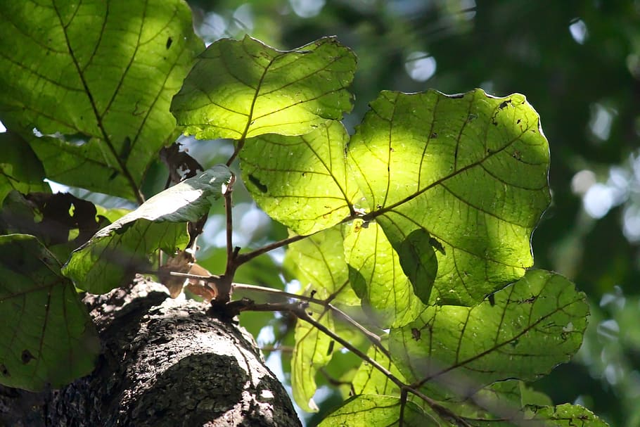 india, masinagudi, leaf, tree, nature, green, leaves, plant part HD wallpaper