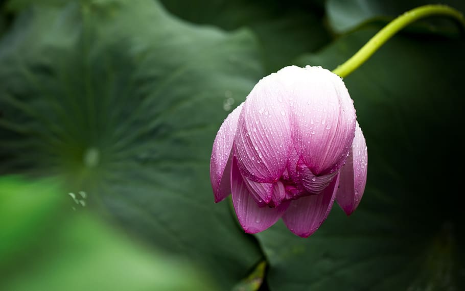 Pink Flower Bud, bloom, blossom, flora, HD wallpaper, lotus, nature HD wallpaper
