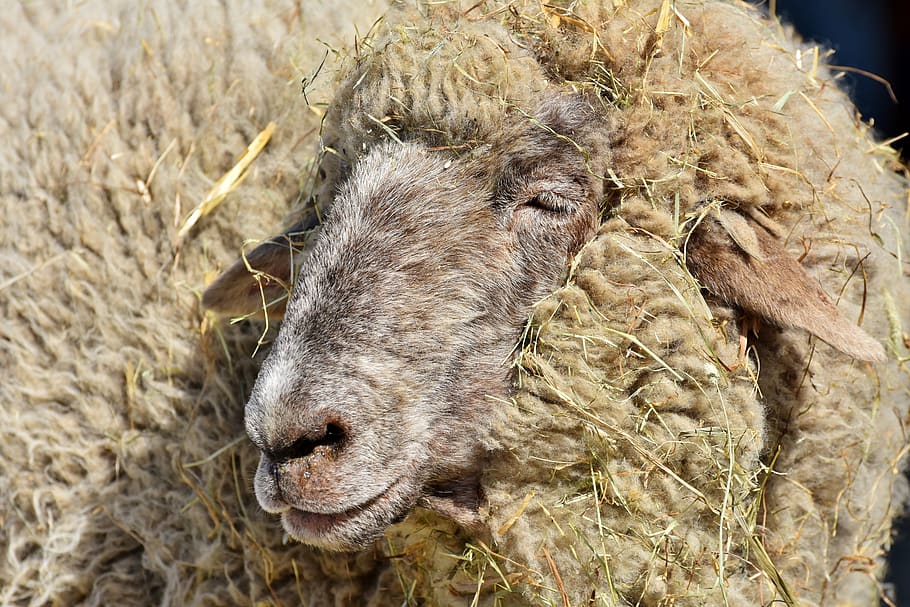 sheep, sheepshead, wool, livestock, sheep's wool, sheep face HD wallpaper