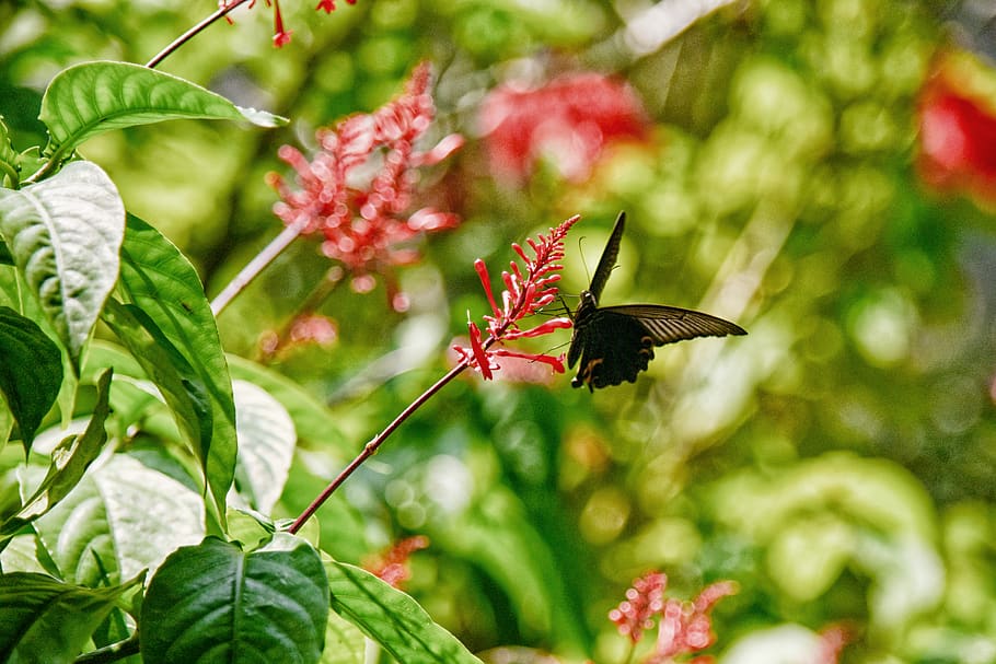animal themes, insect, animal wildlife, one animal, animals in the wild HD wallpaper