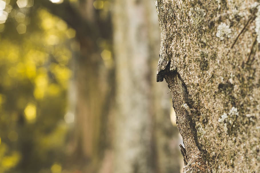 Close Up Photography of Tree Trunk, bark, close-up, dry, growth HD wallpaper