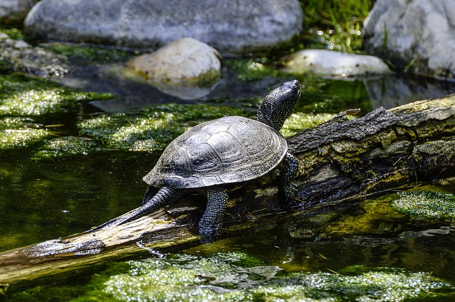 european, marsh turtle, pond, reptile, water creature, panzer HD wallpaper