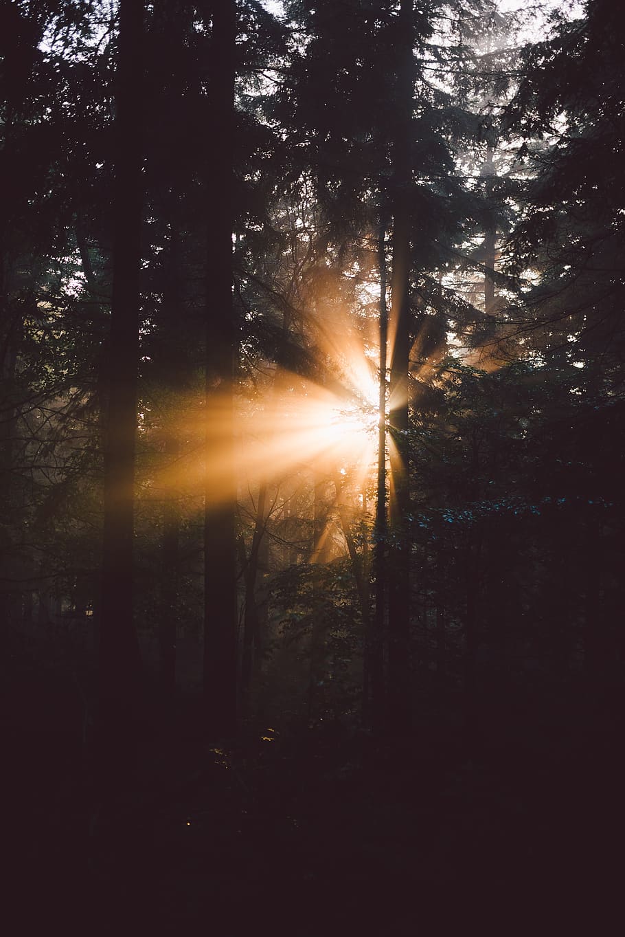 trees, plants, nature, forest, sunshine, sunrise, sunlight HD wallpaper