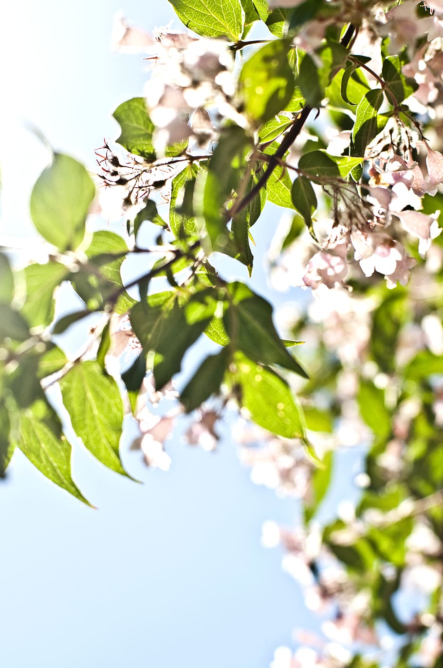 leaves, flowers, plant, flowering plant, growth, leaf, plant part HD wallpaper