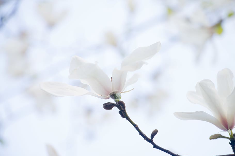 spting, nature, blooming, white, flowers, magnolia, plant, flowering plant HD wallpaper