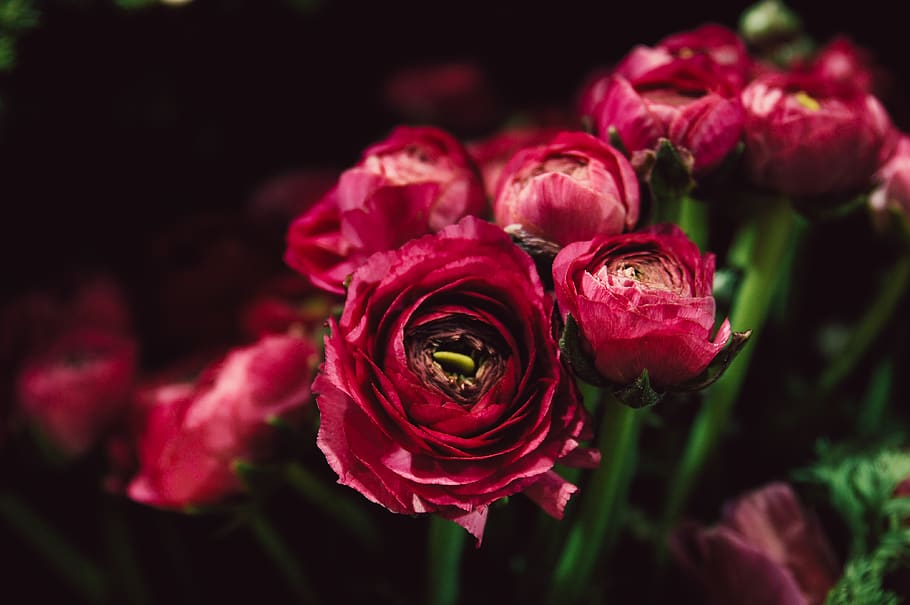 red roses, flowering plant, beauty in nature, freshness, rose - flower HD wallpaper