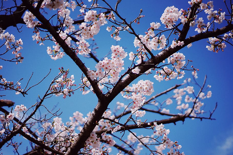 white petaled flower, tree, branch, blossom, flowering plant HD wallpaper