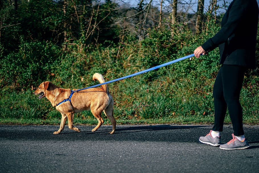 Woman Walking Her Dog, domestic animals, mammal, pets, canine HD wallpaper