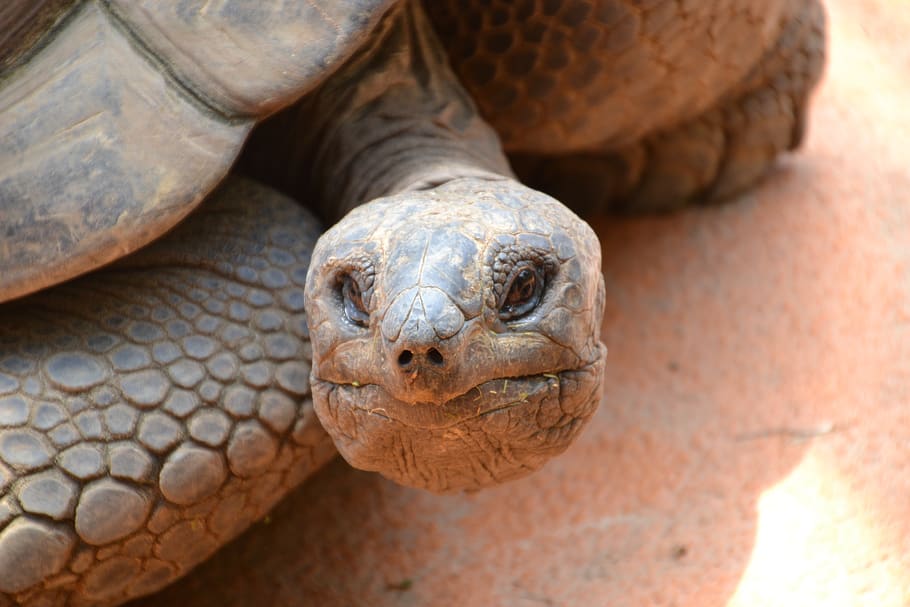 turtle, tortoise, reptile, slowly, armored, zoo, creature, animal HD wallpaper
