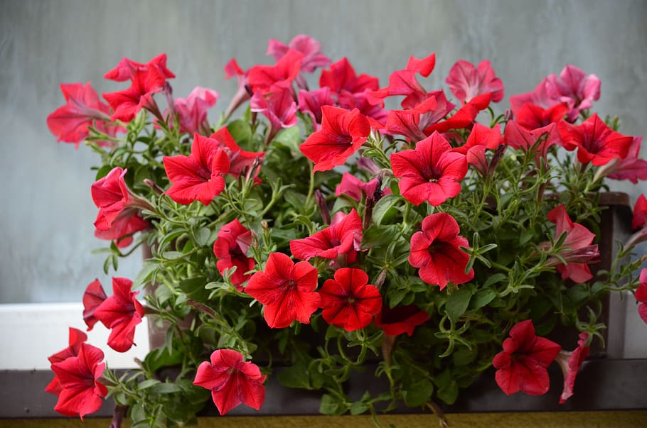 flowers, terrace, nature, flowering plant, freshness, beauty in nature HD wallpaper