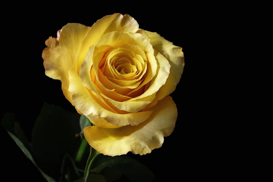 rose, yellow, blossom, bloom, flower, petals, rose bloom, beauty in nature HD wallpaper