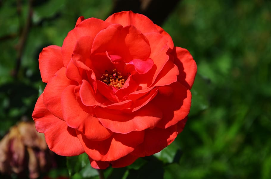 rose, flower, spring, summer, floral, leaf, nature, green, blossom HD wallpaper