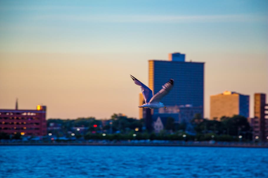 canada, windsor, city, bird, fly, building, nature, flying HD wallpaper