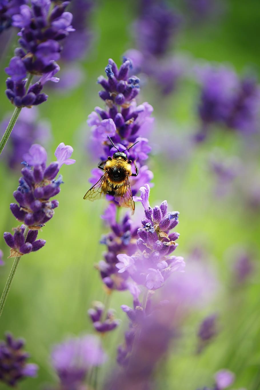 insect, hummel, bee, flower, blossom, bloom, garden, pollination HD wallpaper