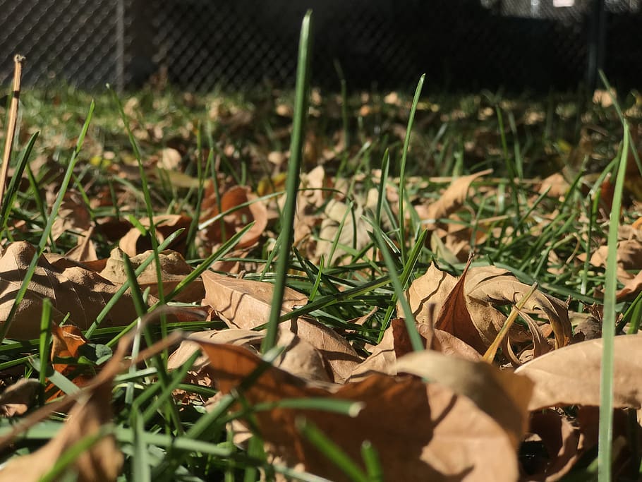 grass, leaves, fall, autumn, field, land, plant, leaf, plant part HD wallpaper