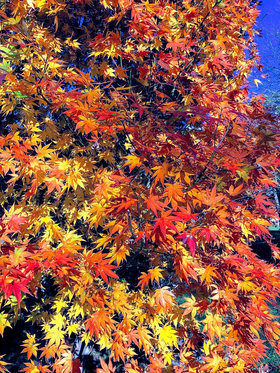 the beautiful fall, change, autumn, orange color, plant part HD wallpaper